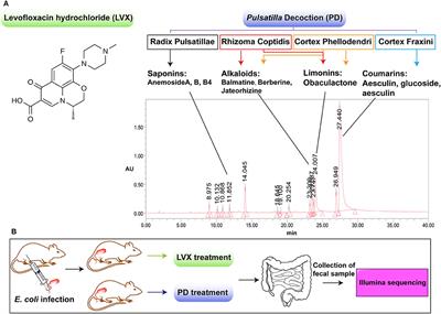 Comparison of the Gut Microbiota Between Pulsatilla Decoction and Levofloxacin Hydrochloride Therapy on Escherichia coli Infection